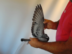 Pigeon image