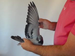 Pigeon image