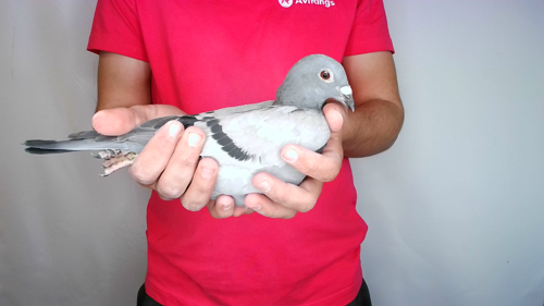 Pigeon image