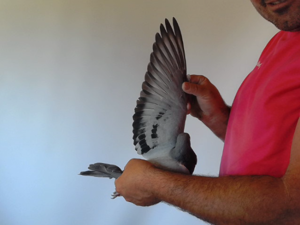 Pigeon image