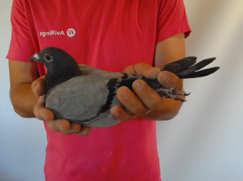 Pigeon image