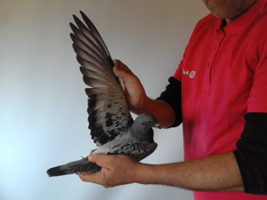 Pigeon image