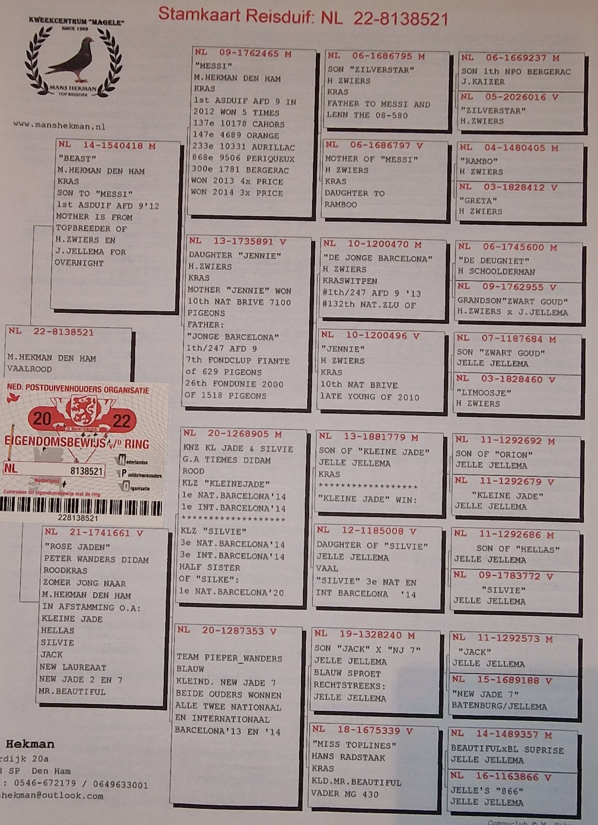 Pigeon pedigree image