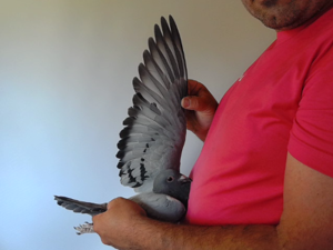 Pigeon image