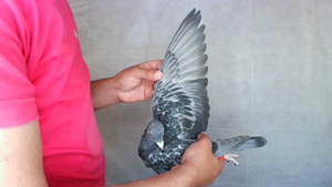 Pigeon image