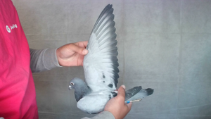 Pigeon image
