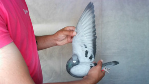 Pigeon image