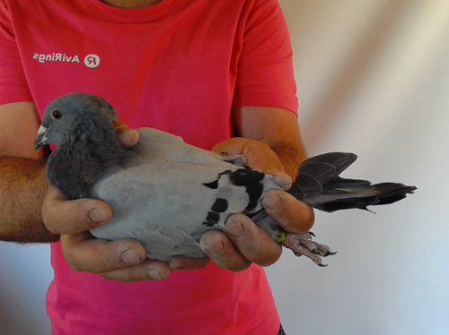 Pigeon image