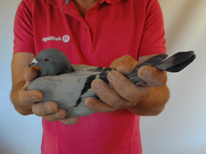 Pigeon image