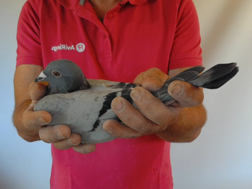 Pigeon image