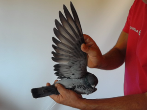Pigeon image