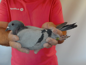 Pigeon image