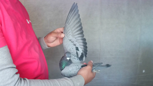 Pigeon image