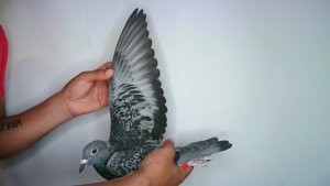 Pigeon image