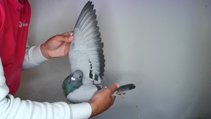 Pigeon image