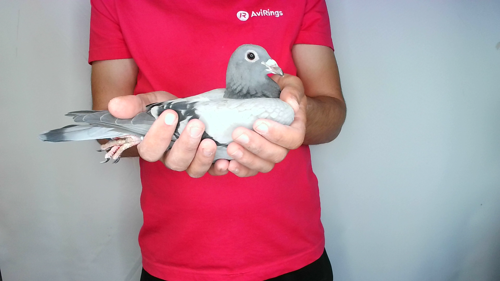 Pigeon image