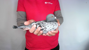 Pigeon image
