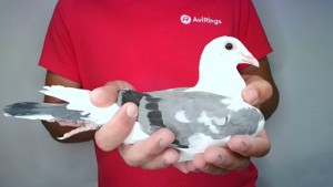 Pigeon image