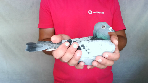 Pigeon image