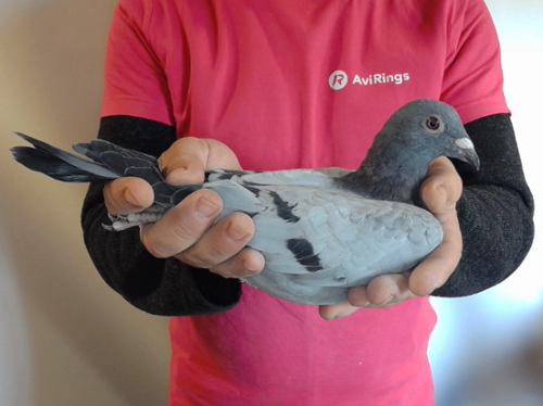 Pigeon image