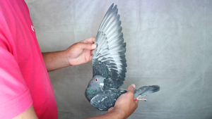 Pigeon image