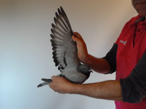 Pigeon image