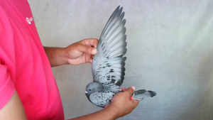 Pigeon image