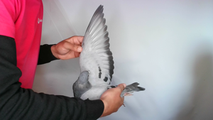 Pigeon image