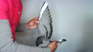 Pigeon image