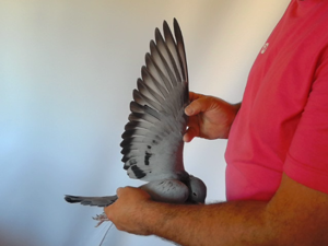 Pigeon image