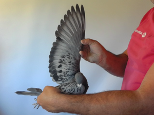 Pigeon image