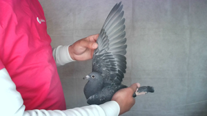 Pigeon image