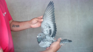 Pigeon image