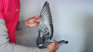 Pigeon image