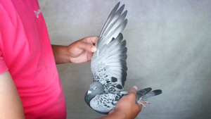 Pigeon image