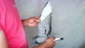 Pigeon image