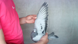 Pigeon image