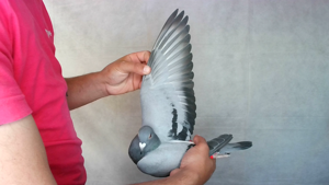 Pigeon image