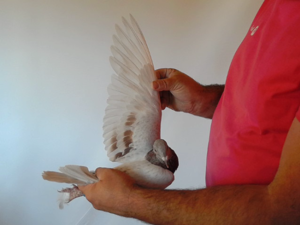 Pigeon image