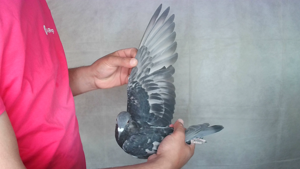 Pigeon image