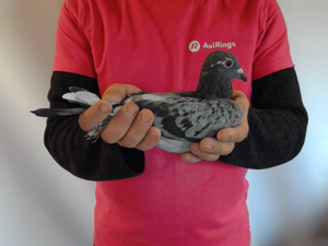 Pigeon image