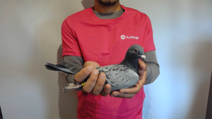 Pigeon image