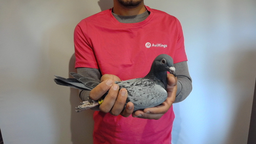 Pigeon image