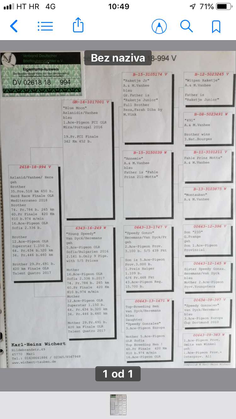 Pigeon pedigree image