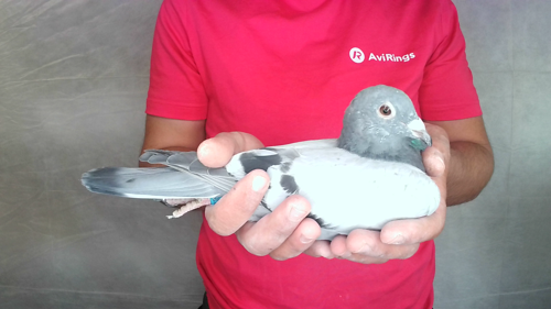 Pigeon image
