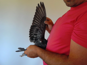 Pigeon image