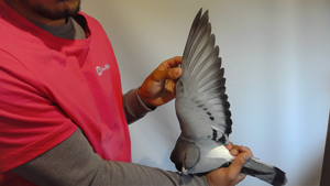 Pigeon image