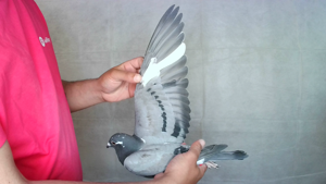 Pigeon image