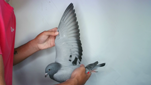 Pigeon image