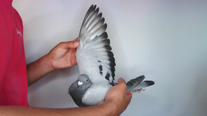 Pigeon image